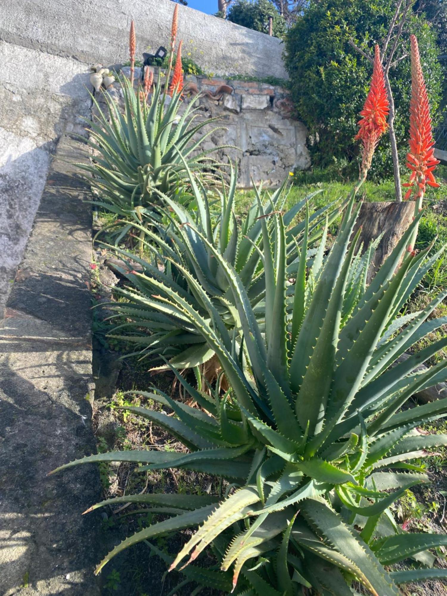 B&B Villa La Petra San Nicola Arcella Εξωτερικό φωτογραφία